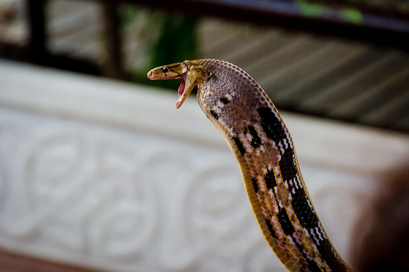 Snake-Farm-Silom-Bangkok