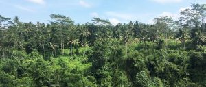 Bali environmental conservation internship