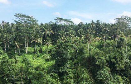 Bali environmental conservation internship