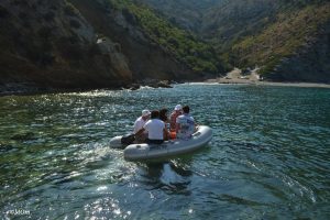 Dolphin research internship in Greece