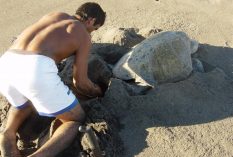 sea turtle research