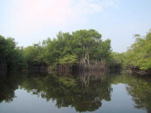 mangroves Guatemala
