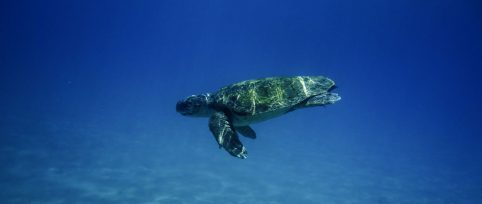 sea turtle conservation internship