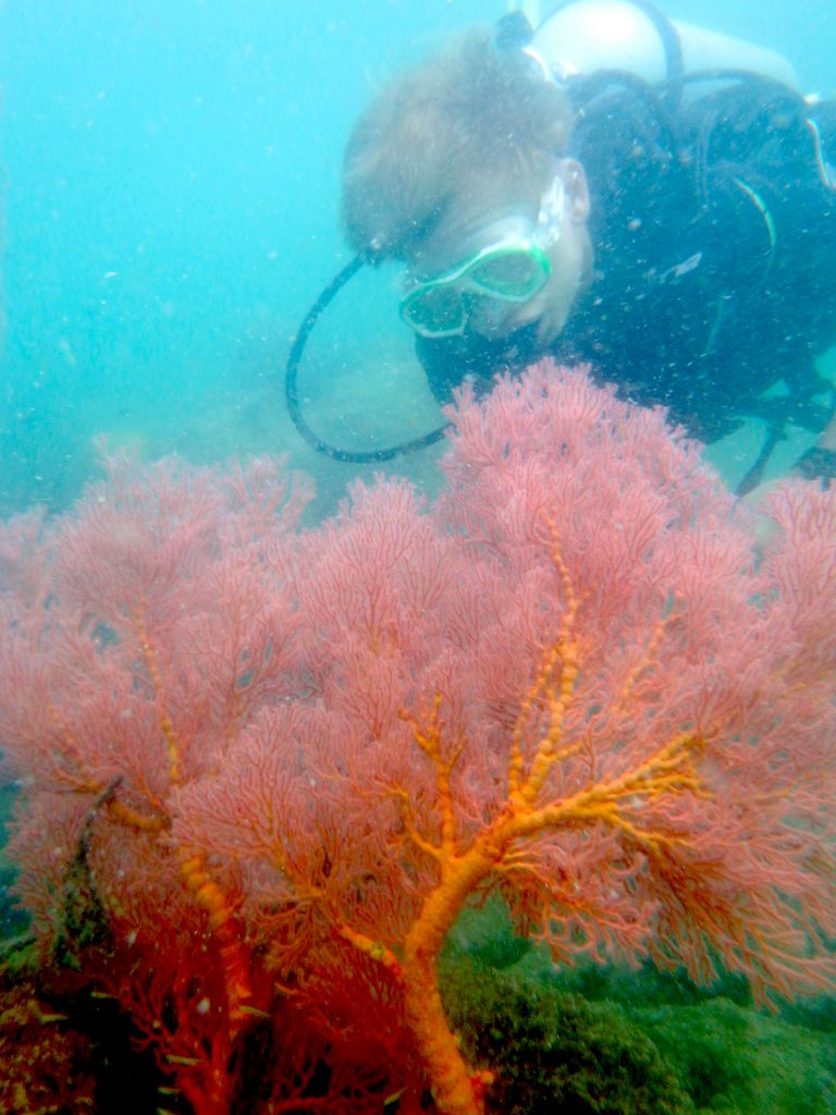TMCP_Dives_Jack C inspecting a beautiful sea fan (soft coral) | Global