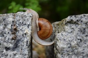 snail-gap