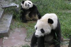 panda care china