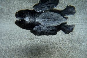 Kendra underwater turtle (small)