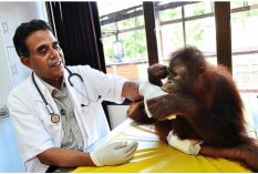 orangutan-internship-malaysia