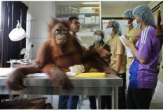 orangutan-internship-malaysia