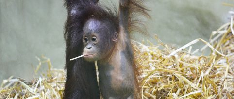 orangutan-internship