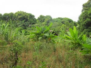 forestry-and-wildlife-conservation in Madagascar