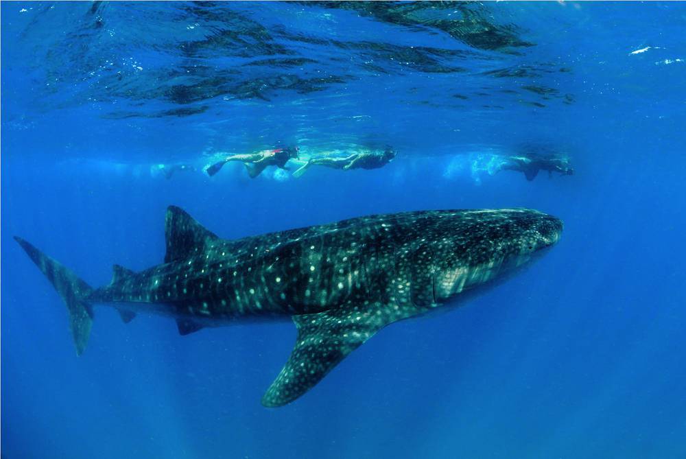 Mozambique Leopard Shark Research Project — Marine Megafauna