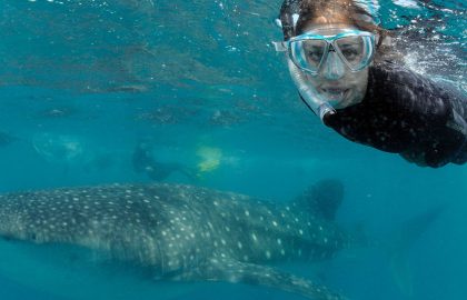 Mozambique-Whale-shark-internship