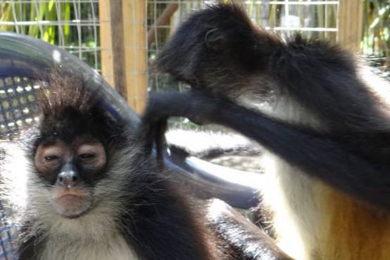 Primate rehab in belize