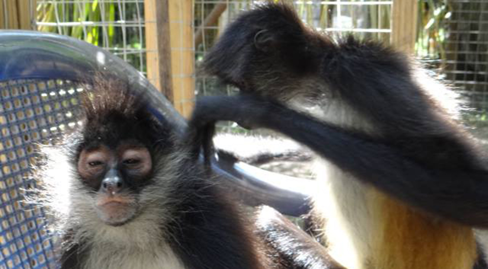 Primate rehab in belize