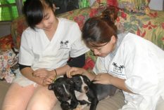 Veterinary-Internship-in-Trinidad-and-tobago