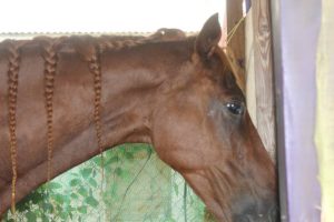 Equine Therapy Tobago