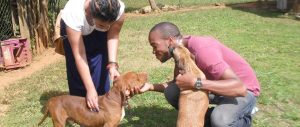 Veterinary-Internship-in-Trinidad-and-tobago