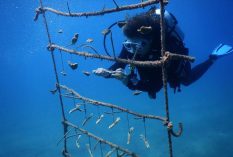 Coral Reef & Marine Park Conservation in St Eustatius