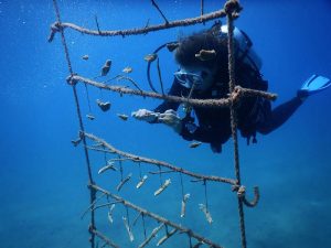Coral Reef & Marine Park Conservation in St Eustatius