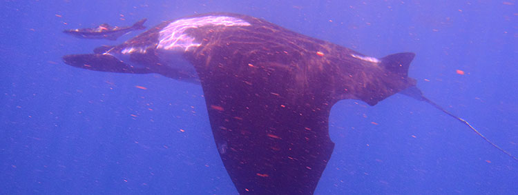 Whale Shark Conservation Project in Mozambique