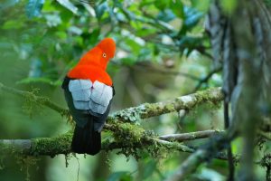 Conservation-Internship-Peru