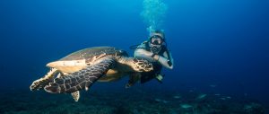 Marine-Conservation-in-Seychelles