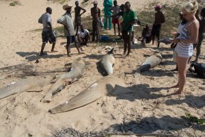Marine Conservation & Local Community Development in Mozambique
