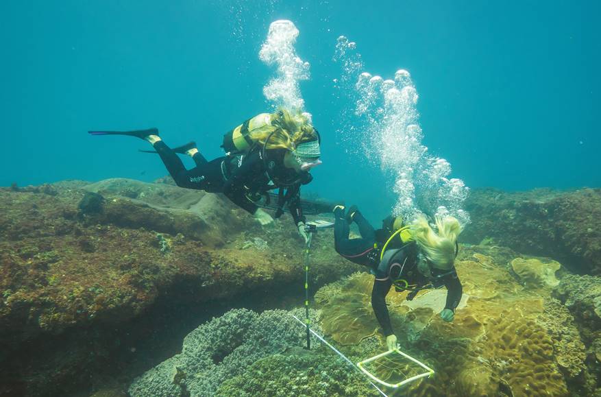 Coral Reef Surveying
