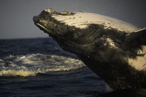 Humpback whale research