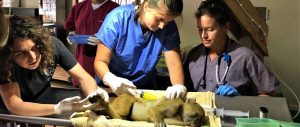 veterinary-internship-in-malawi