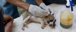 Bali Canine-Care-Volunteer-Cover
