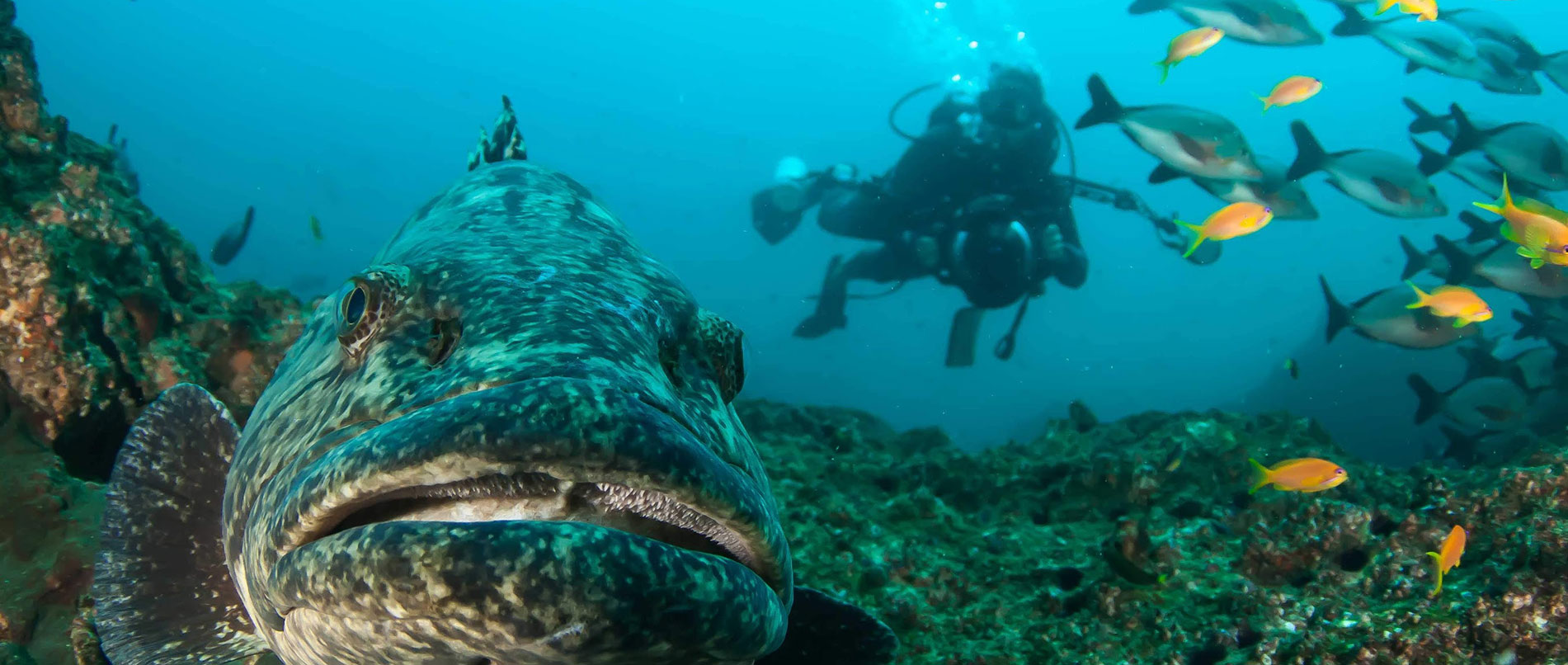 South Africa: Underwater Photography and Video Internship ...