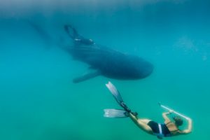 Underwater photography internship in south africa