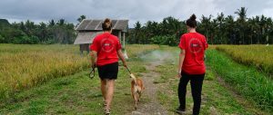 Bali-canine-rehabilitation-volunteer-cover