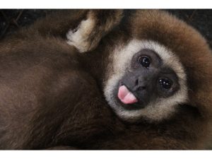 Thailand-Gibbon-Volunteer-project