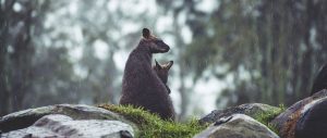 Australia: Wildlife Sanctuary Project