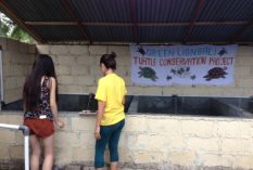 Bali- Turtle Conservation & Rehabilitation Centre