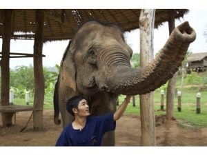 Elephant Rehabilitation in Laos
