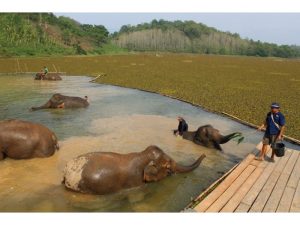 Elephant Rehabilitation in Laos
