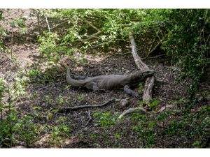 Komodo Dragon Conservation