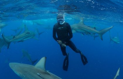 Shark Research, Education & Conservation Project