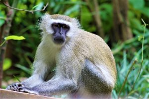 Primate-conservation-internship-in-malawi