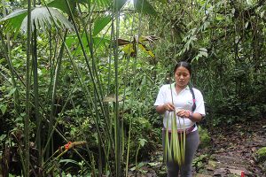 Traditional Medicine Internship Ecuador
