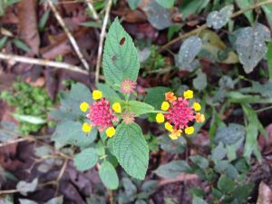 Traditional Indigenous Midwifery and Amazonian Plant Medicine