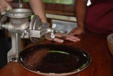 Cacao-project-in-Ecuador