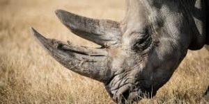 Rhino horn