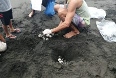 sea turtle conservation costa rica