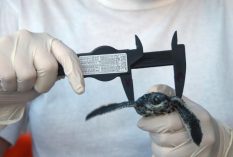 sea turtle conservation costa rica
