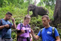 Volunteer with Elephants in Thailand